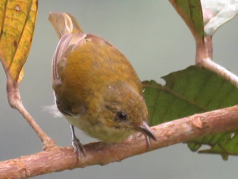 Scarlet-and-white Tanager, Photos 3