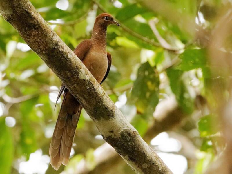 Tórtola cuco de Ambon