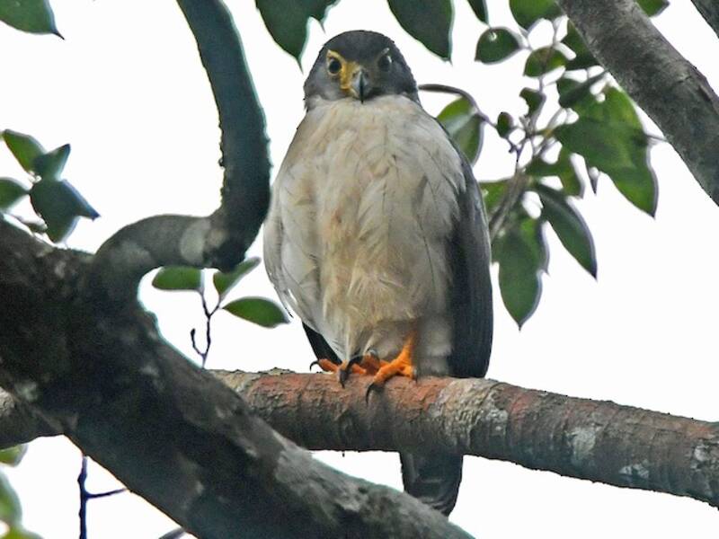 Slaty-backed Forest-Falcon