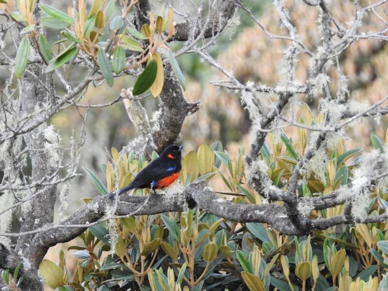 Scarlet-bellied Mountain Tanager
