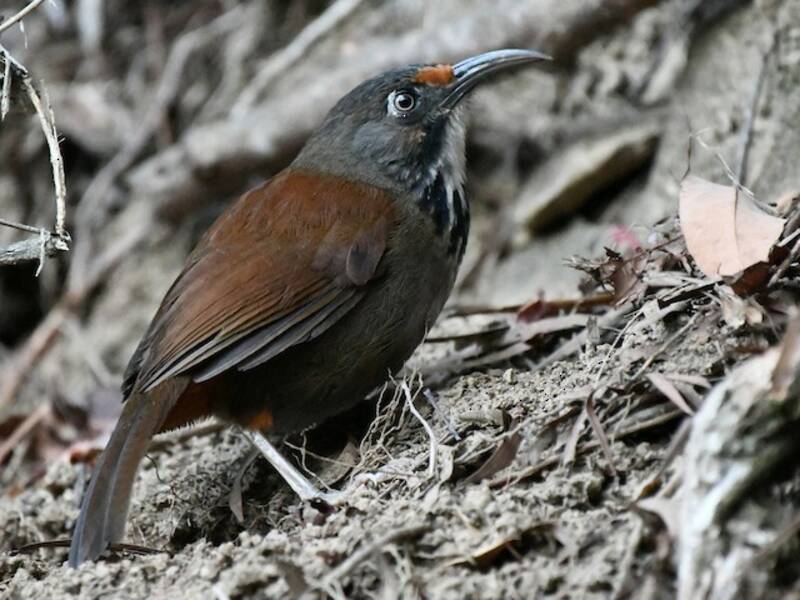 Garrulo-sciabola dal collare nero, Foto 4