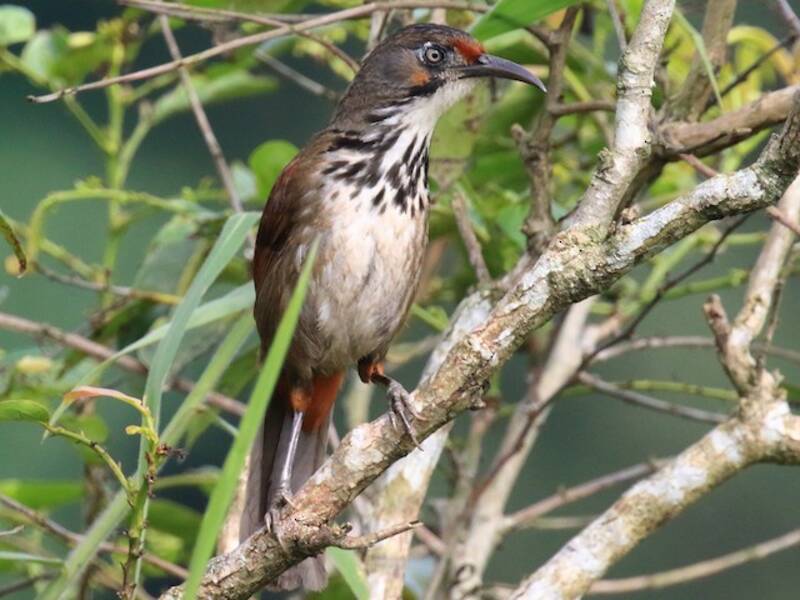 Garrulo-sciabola dal collare nero, Foto 2