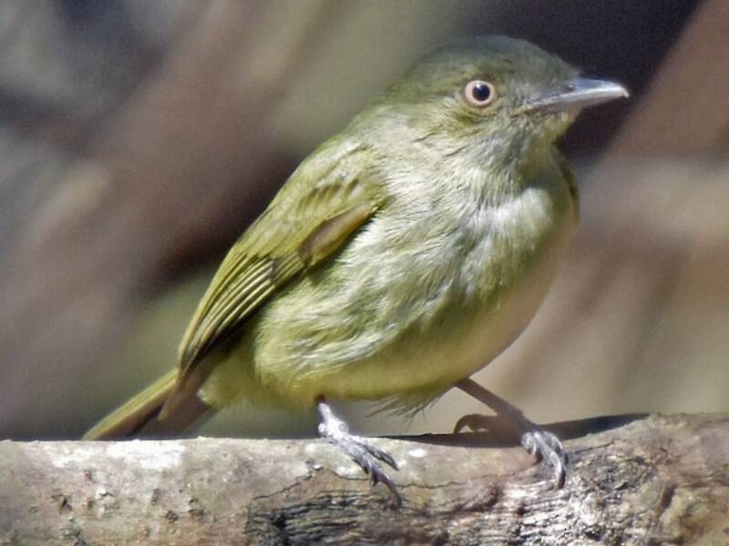 Manachino tiranno ventregiallo, Foto 3