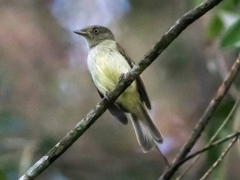 Manachino tiranno ventregiallo, Foto 2