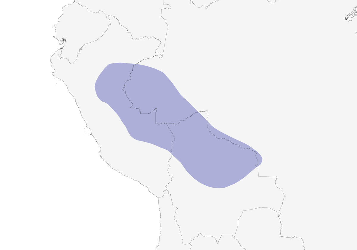Manachino tiranno ventregiallo, Distribuzione 1