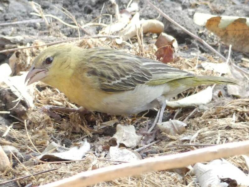 Southern Brown-throated Weaver