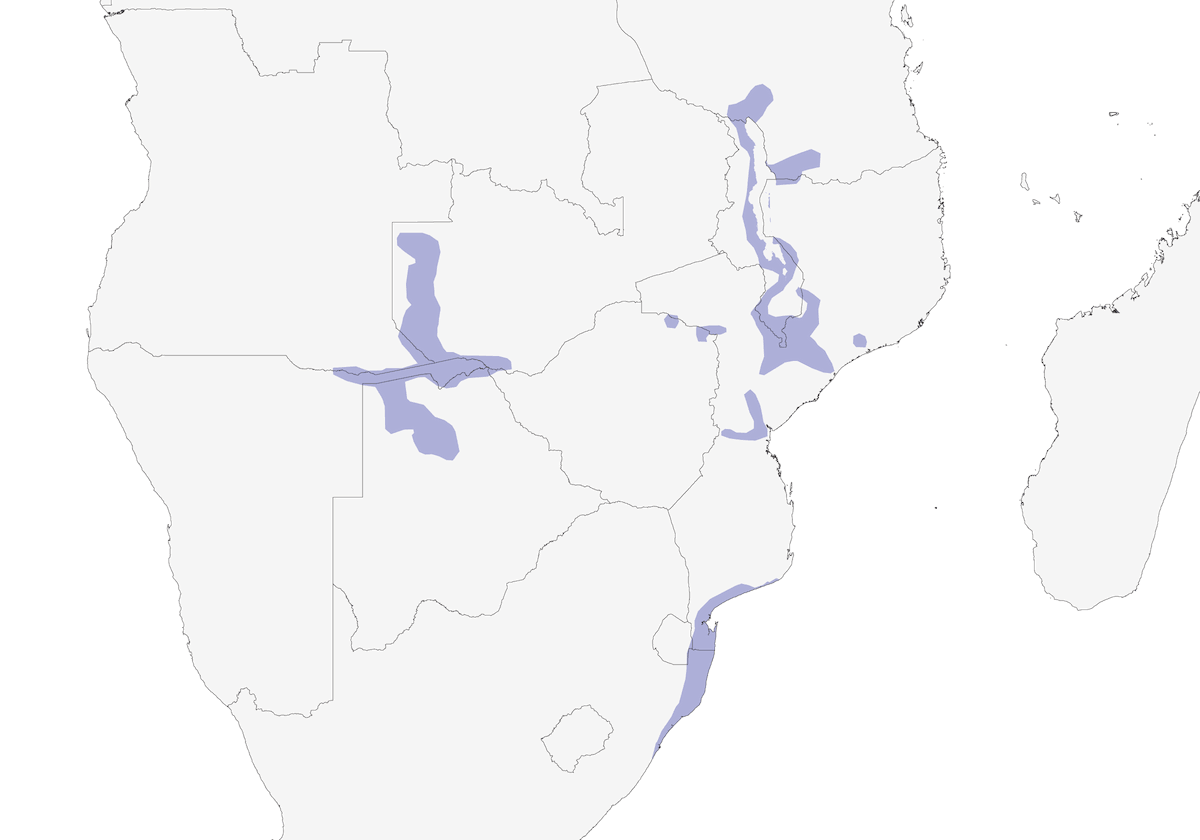 Tejedor Gorgicastaño Meridional, Distribución 1