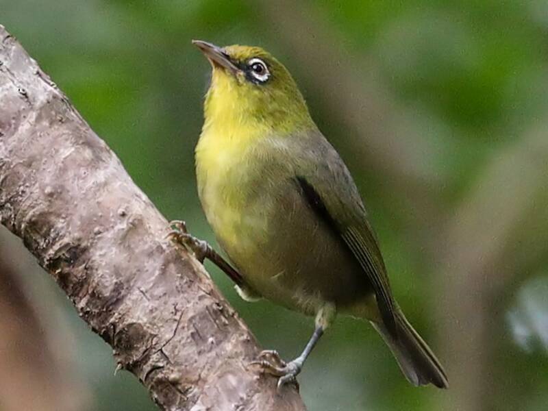 Occhialino beccosottile, Foto 2