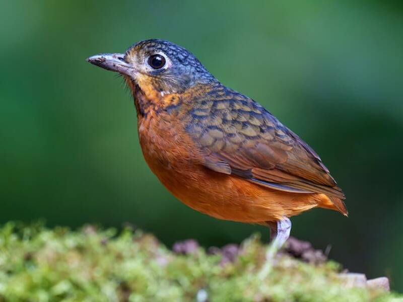 Grallaria Escamada