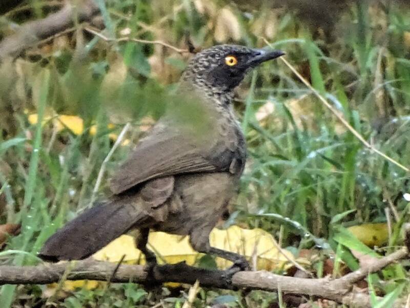 Scaly Babbler, 照片 2