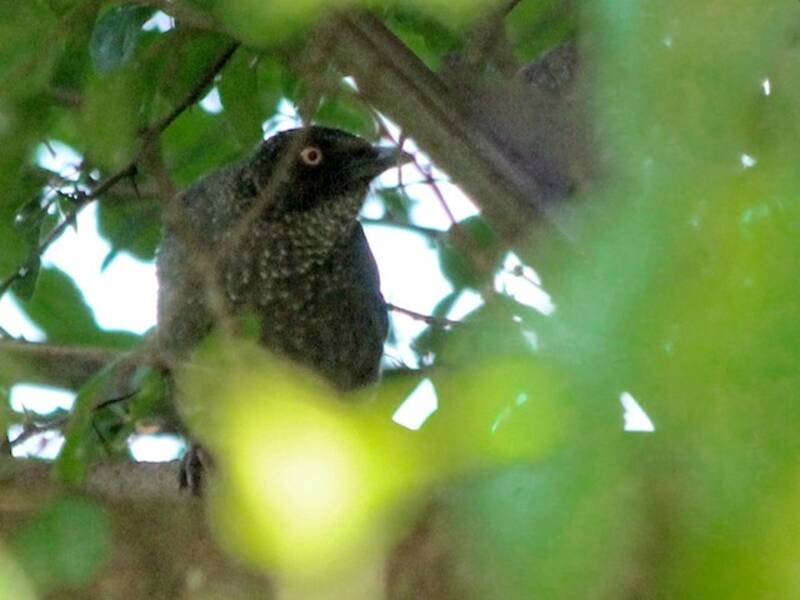 Scaly Babbler, 照片 3