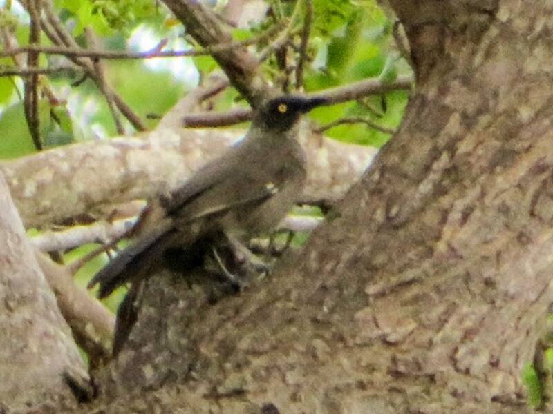 Scaly Babbler, 照片 4