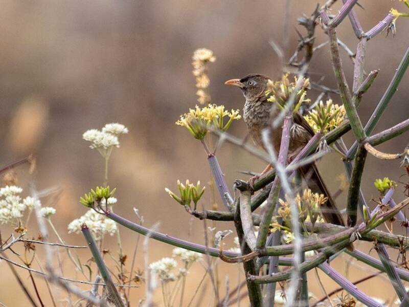 Garrulo squamoso, Foto 4