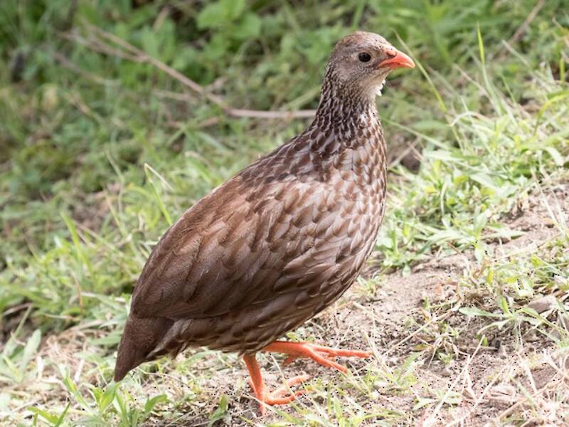 Scaly Spurfowl, Photos 4