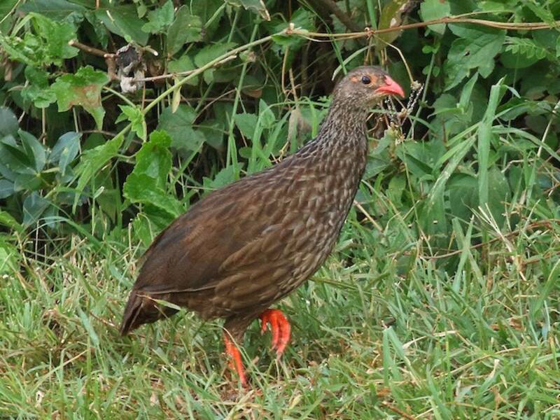 Scaly Spurfowl, Photos 2