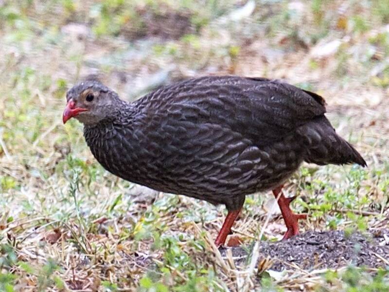 Scaly Spurfowl, Photos 3