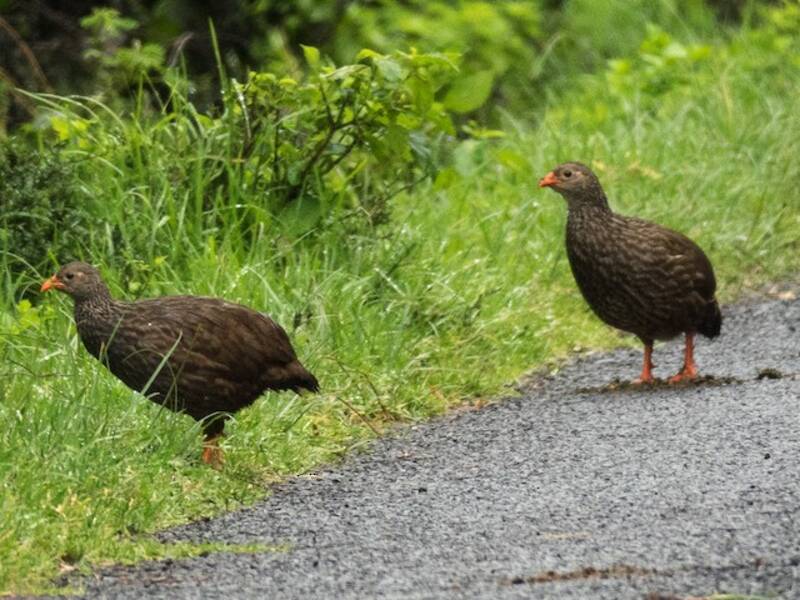 Scaly Spurfowl
