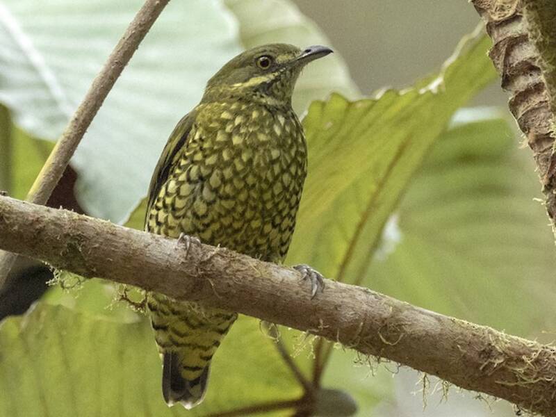 Ampelion squamato, Foto 2