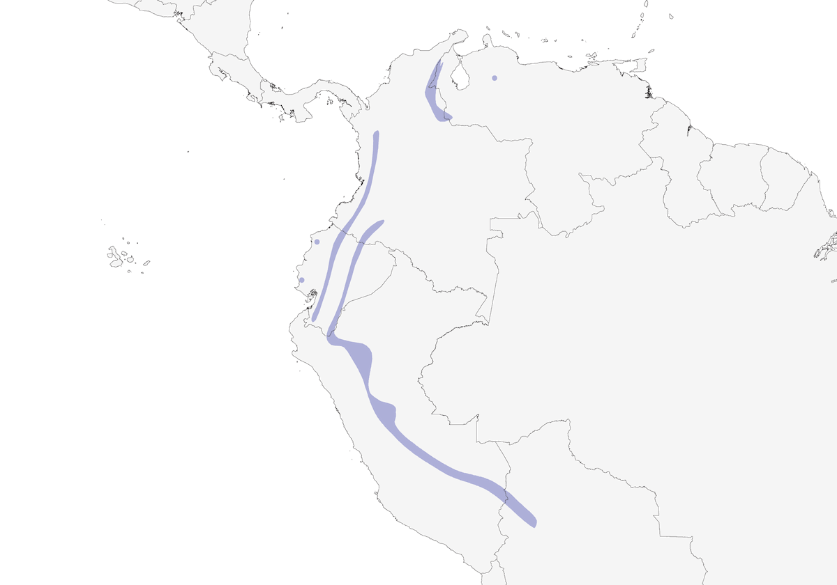 Ampelion squamato, Distribuzione 1