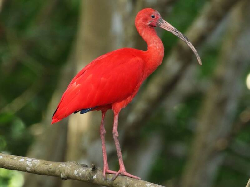 Scarlet Ibis, 照片 3