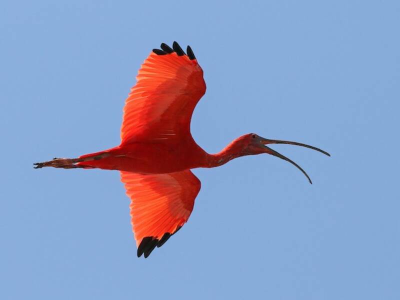 Scarlet Ibis, 照片 2