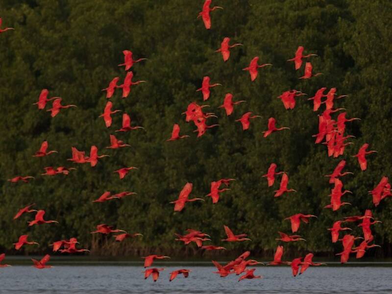 Ibis scarlatto