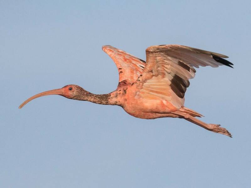Scarlet Ibis, 照片 4