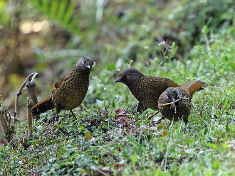 Scaly Laughingthrush