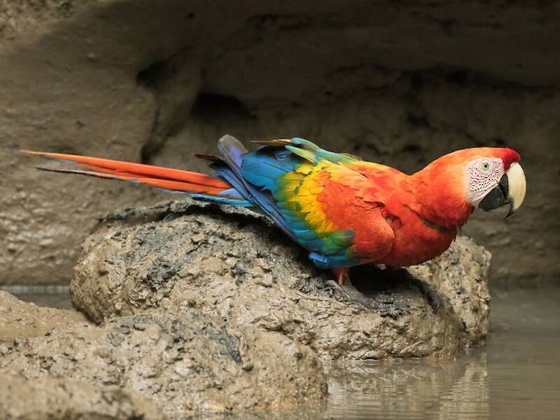 Scarlet Macaw (Ara macao)