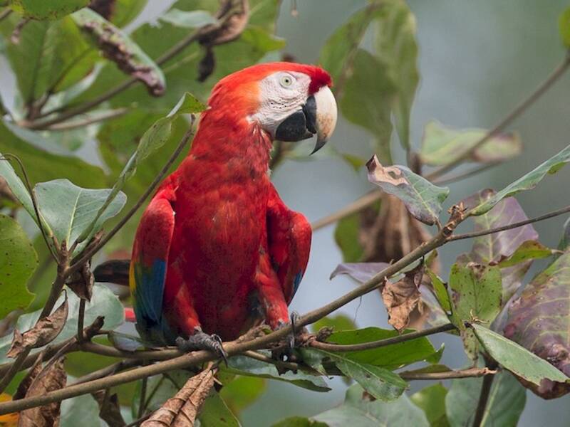 Scarlet Macaw, 照片 3