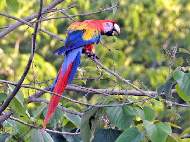 Scarlet Macaw, 照片 2