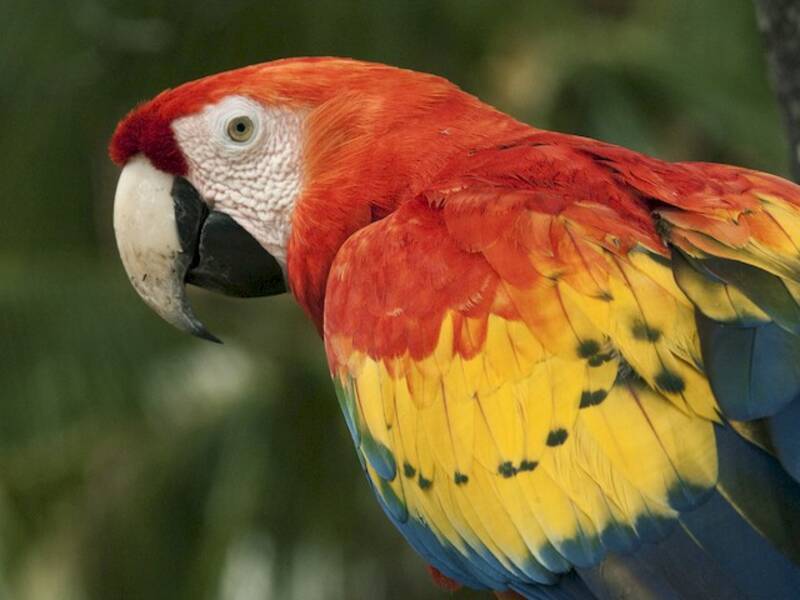 Scarlet Macaw, 照片 4