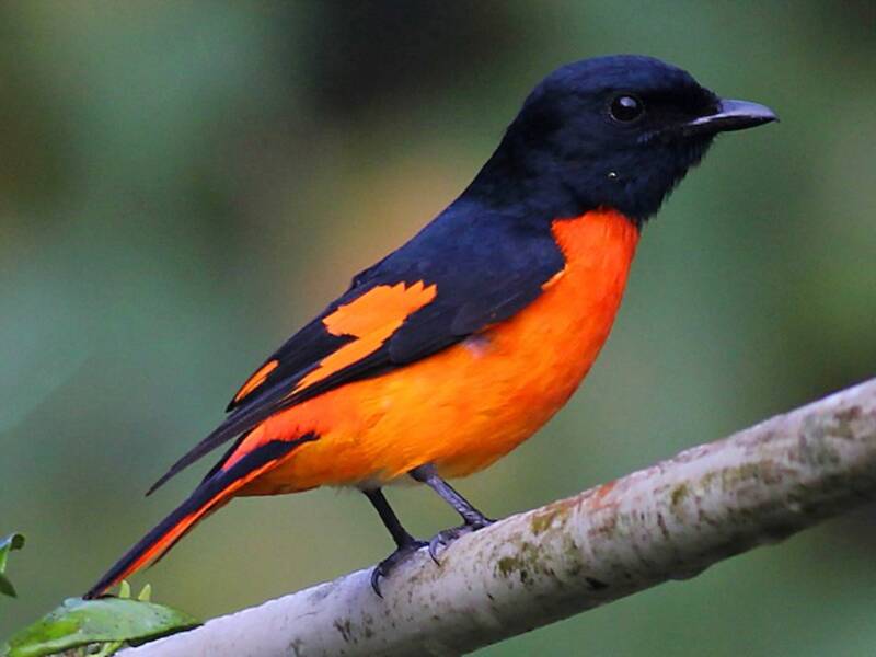 Minivet arancione, Foto 4