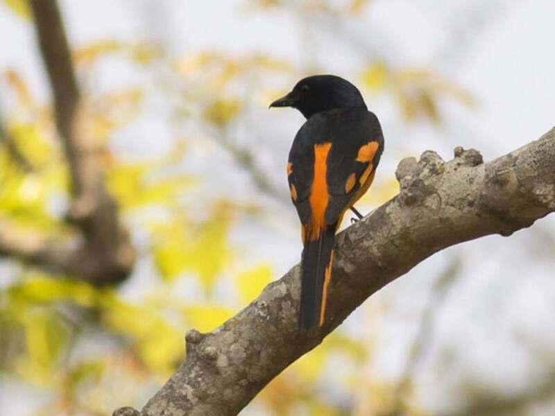 Minivet arancione