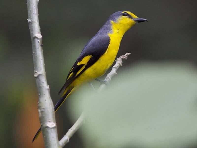 Minivet arancione, Foto 3