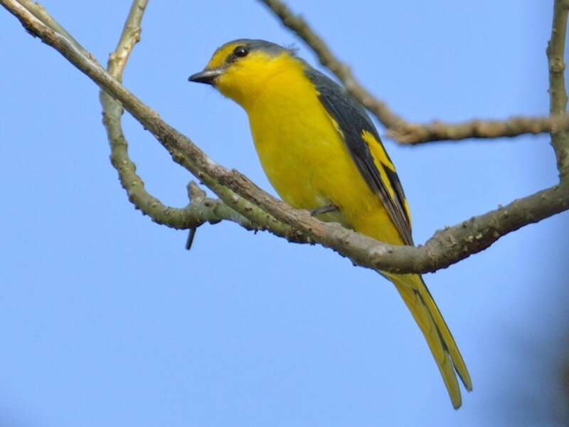 Minivet arancione, Foto 2