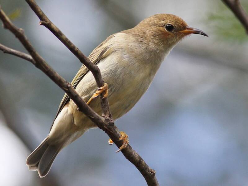 Scarlet Myzomela (Myzomela sanguinolenta)