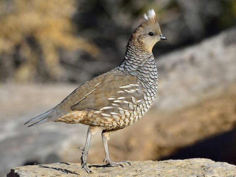 Scaled Quail, Photos 4