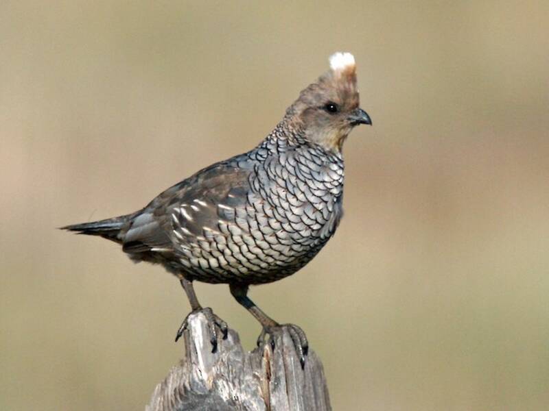Scaled Quail, Photos 3