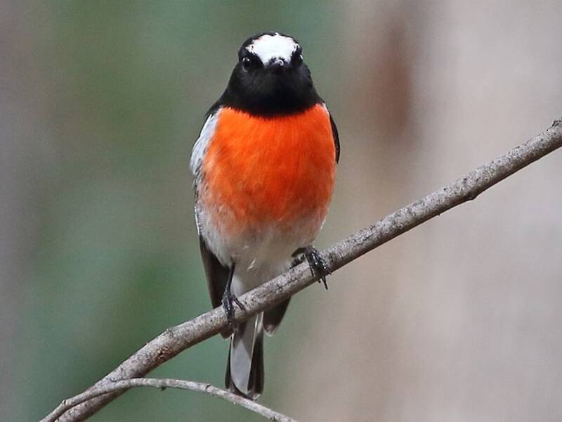 Scharlachrotkehlchen