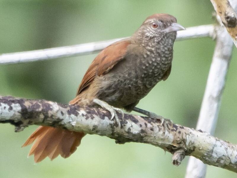 Scaled Spinetail
