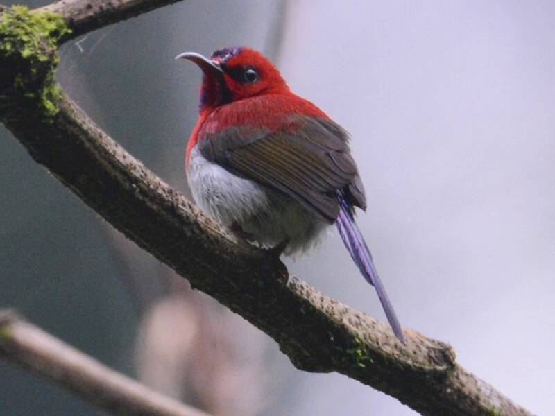 Javan Sunbird, 照片 4