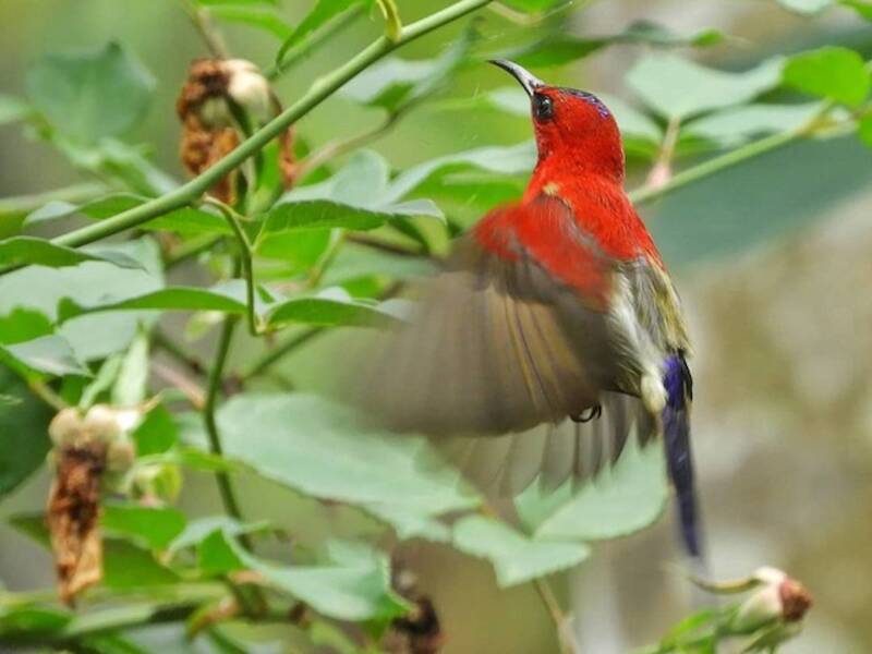 Javan Sunbird, 照片 3