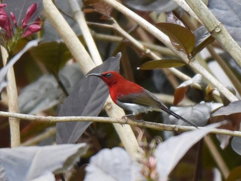 Nettarinia di Giava