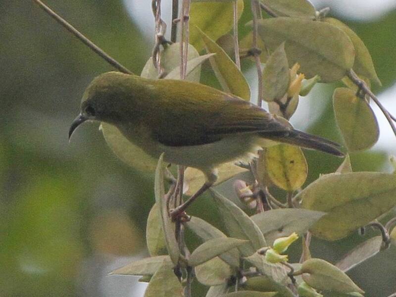 Javan Sunbird, 照片 2