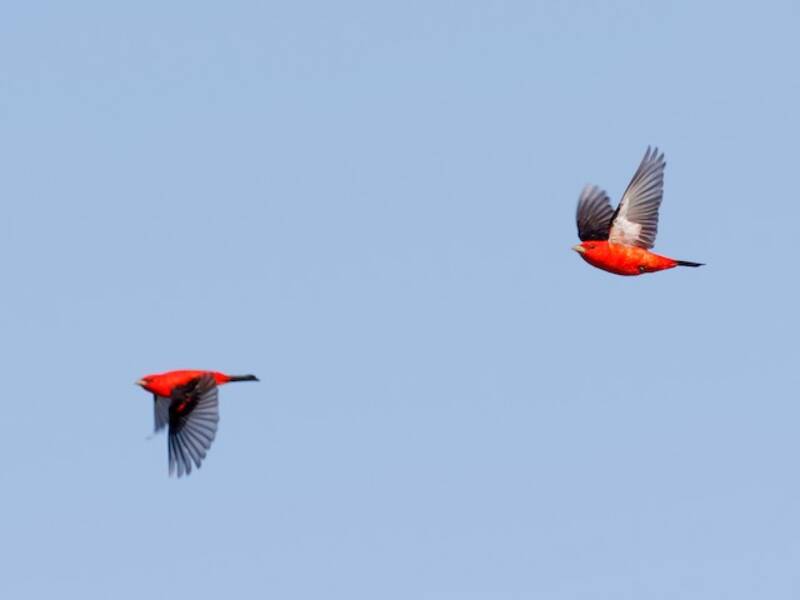 Scarlet Tanager, 照片 4