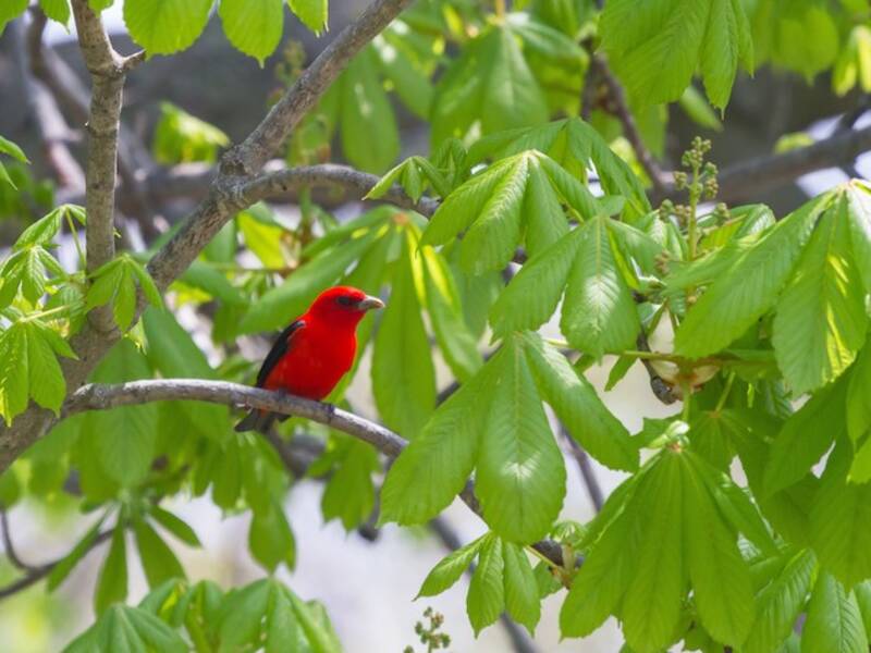Scarlet Tanager