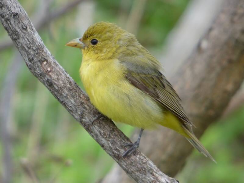 Scarlet Tanager, 照片 2