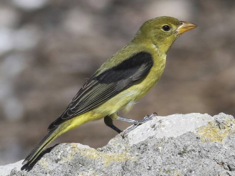 Scarlet Tanager, 照片 3