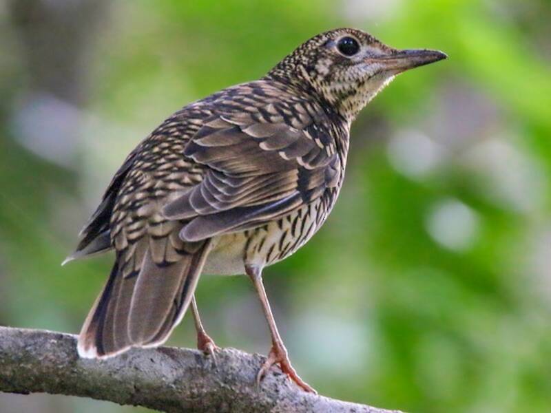 Amami Thrush, Photos 3